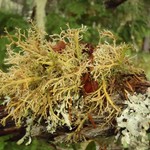 Sphaerophorus venerabilis