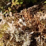 Sphaerophorus venerabilis