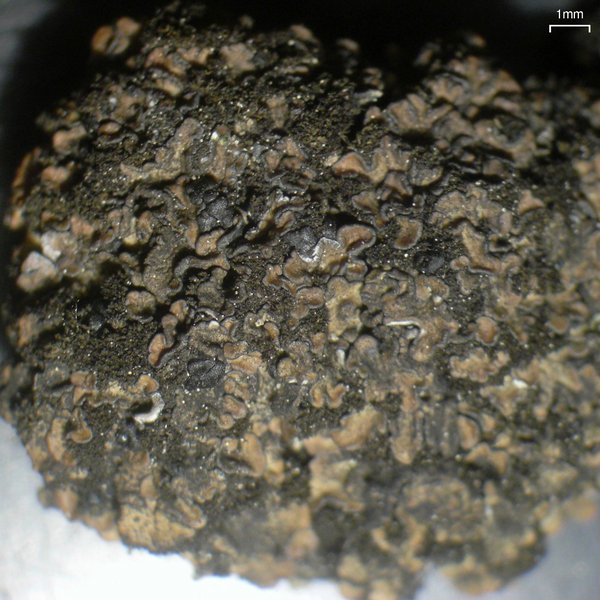 Spilonema revertens