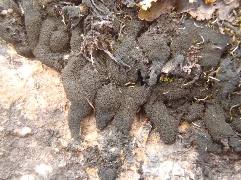 Spilonema revertens