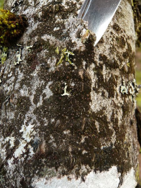 Spilonemella americana