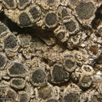 Spirographa fusisporella