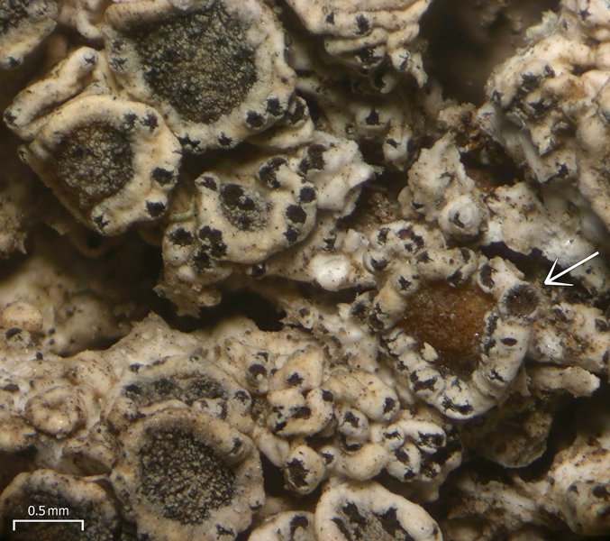 Spirographa fusisporella