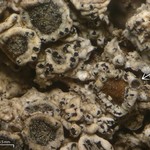 Spirographa fusisporella