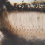 Spirographa fusisporella