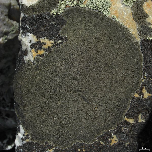 Sporastatia testudinea