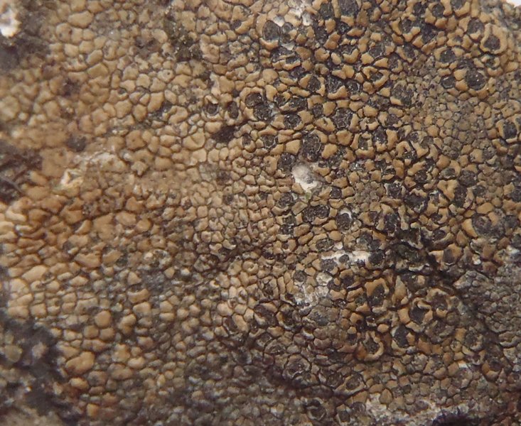 Sporastatia testudinea