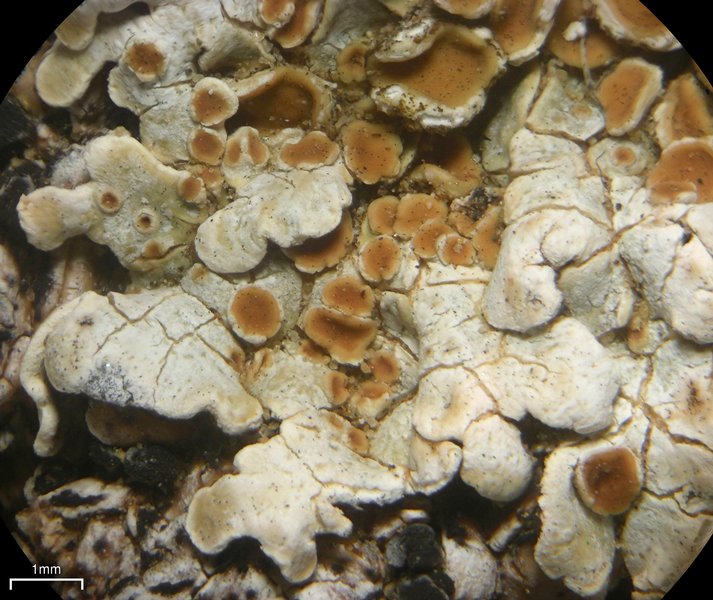 Squamarina lentigera