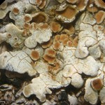Squamarina lentigera