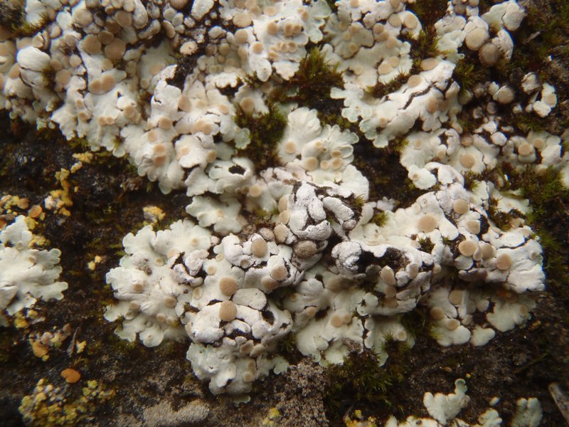 Squamarina lentigera