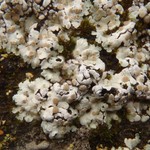 Squamarina lentigera