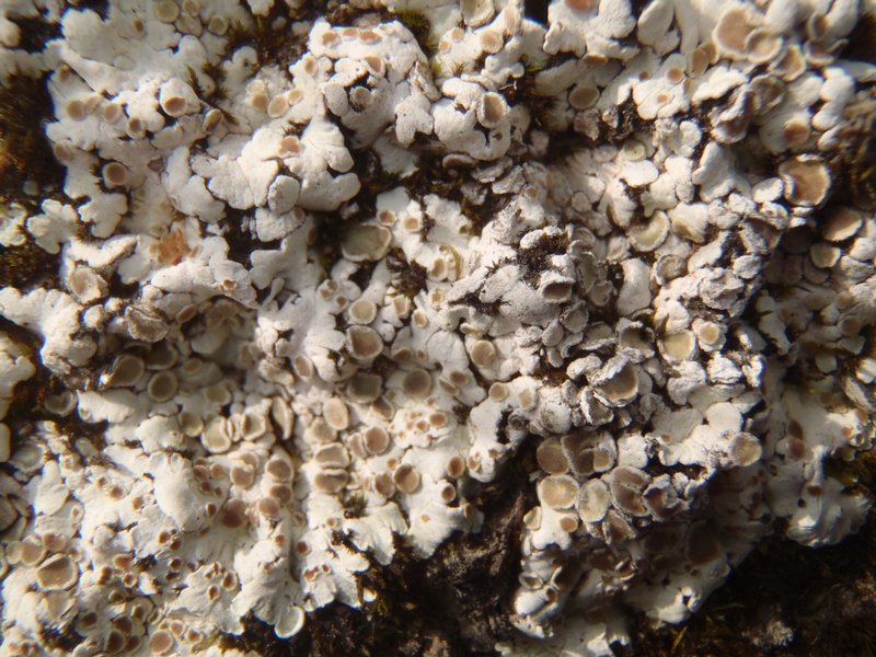 Squamarina lentigera