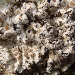 Squamarina lentigera