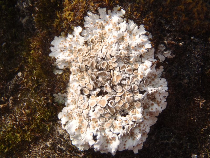 Squamarina lentigera