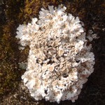 Squamarina lentigera