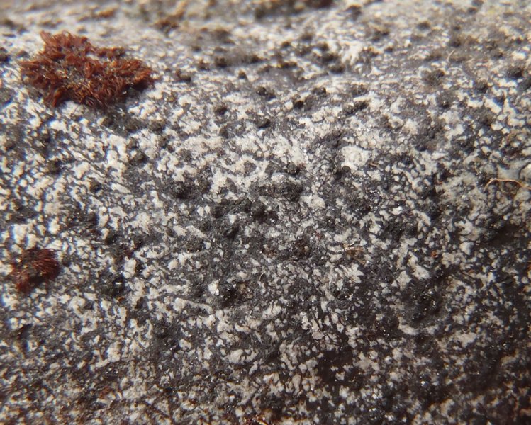 Staurothele arctica