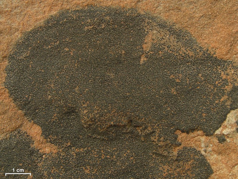 Staurothele areolata