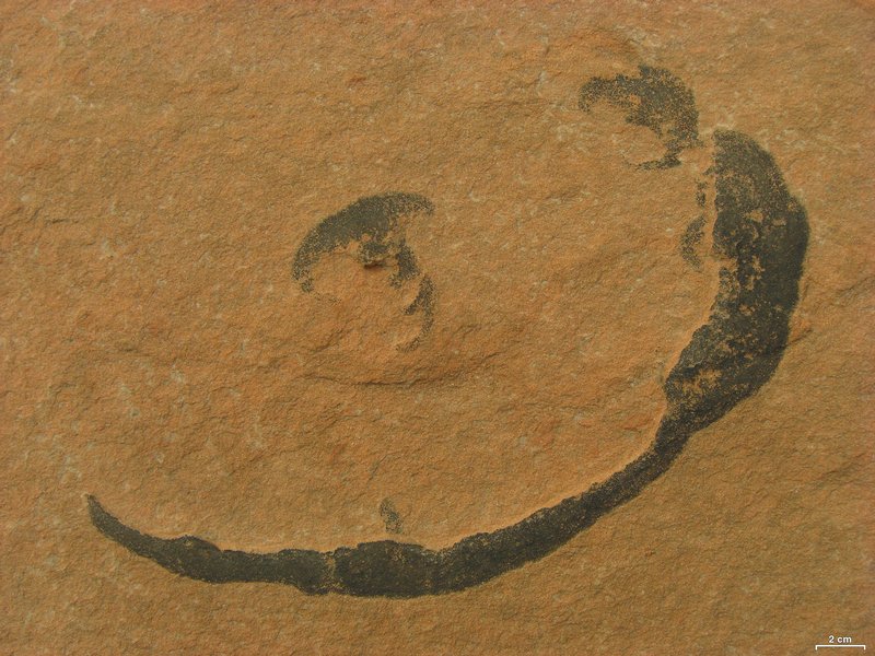 Staurothele areolata