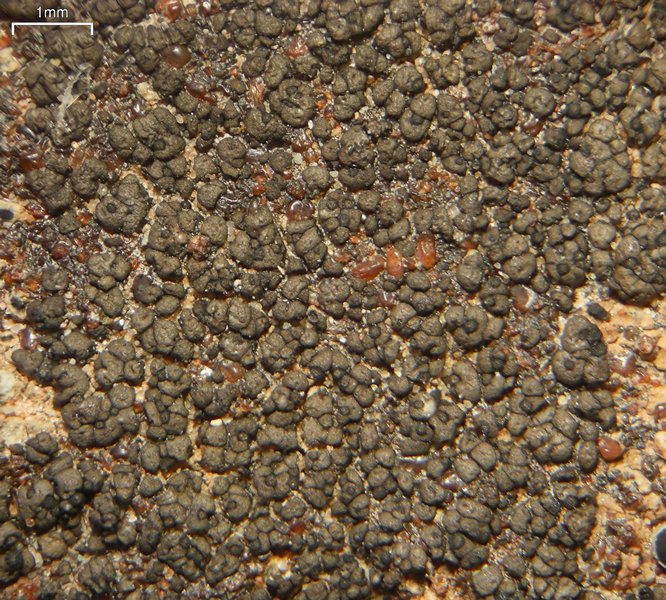 Staurothele areolata