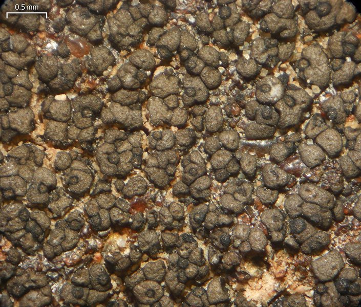Staurothele areolata