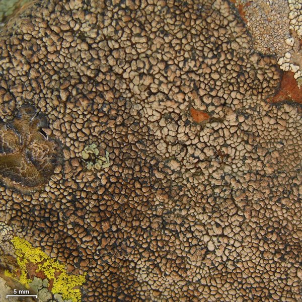 Staurothele areolata