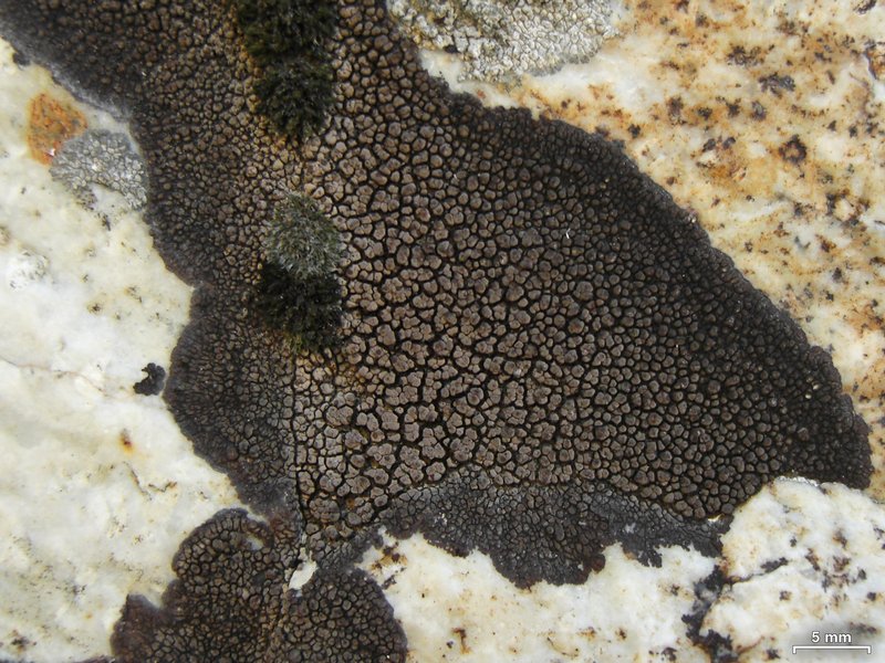 Staurothele areolata