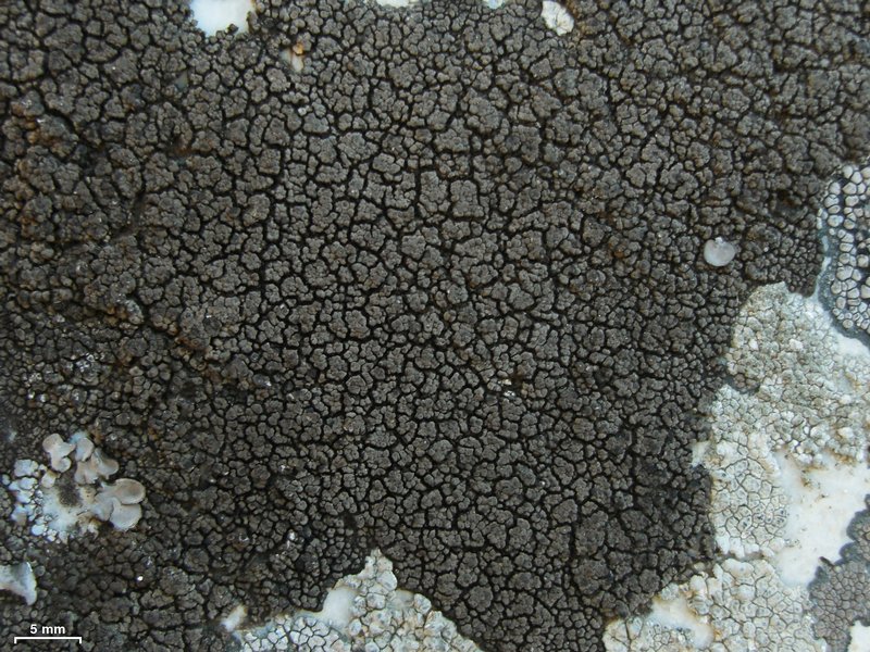 Staurothele areolata