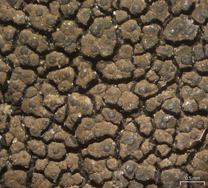 Staurothele areolata