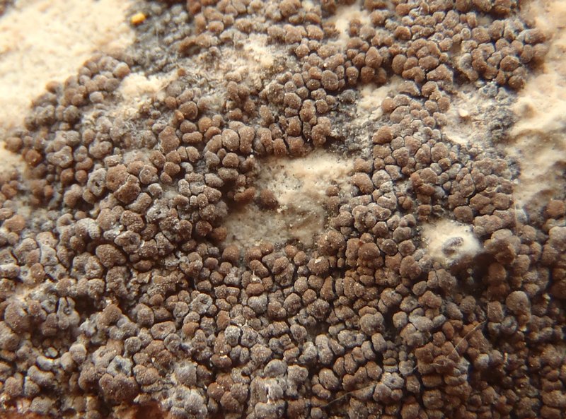 Staurothele areolata