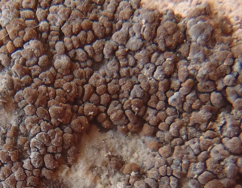 Staurothele areolata