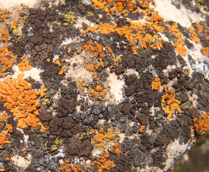 Staurothele areolata