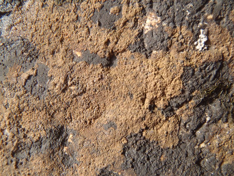 Staurothele areolata