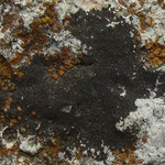 Staurothele effigurata