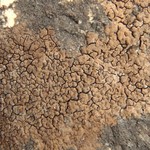 Staurothele fissa