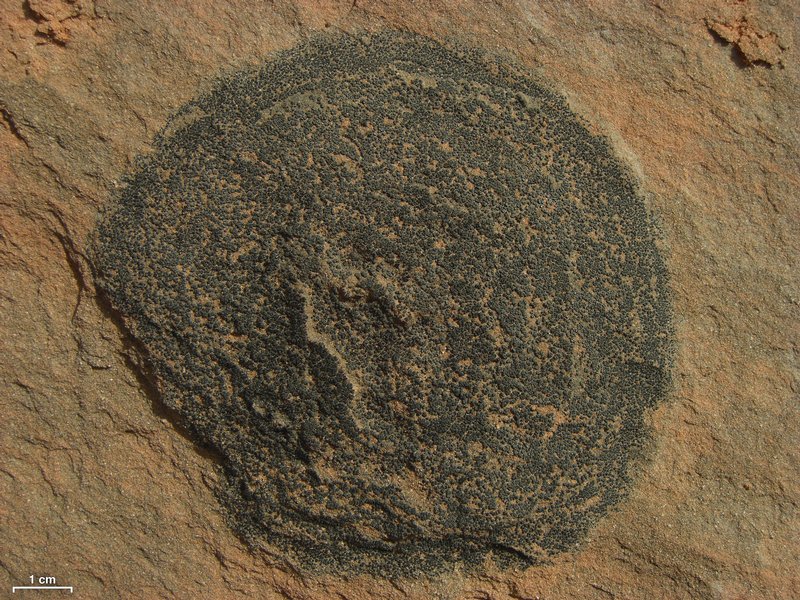Staurothele rugosa