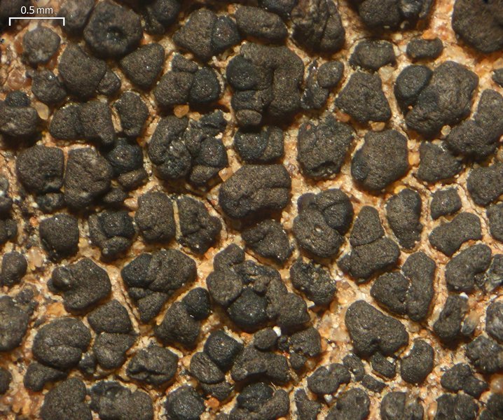 Staurothele rugosa