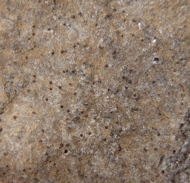 Staurothele rupifraga