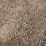 Staurothele rupifraga