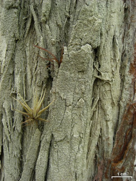 Stegobolus granulosus