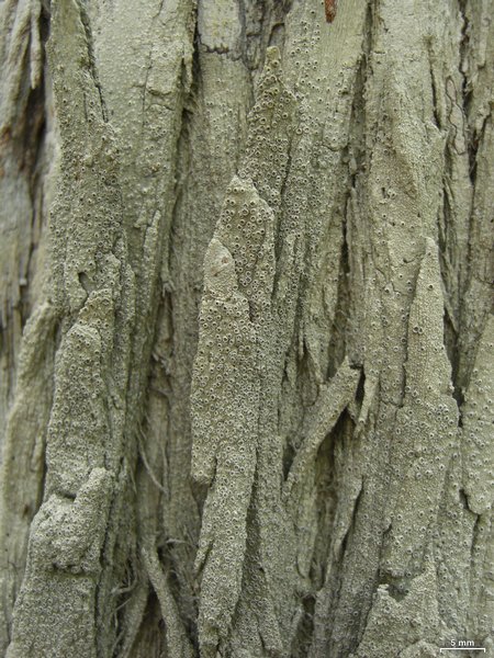 Stegobolus granulosus