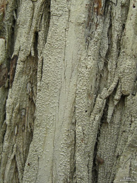 Stegobolus granulosus