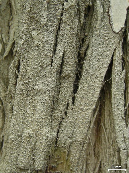 Stegobolus granulosus