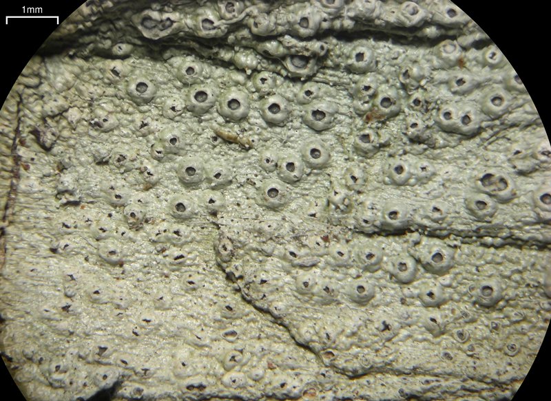 Stegobolus granulosus