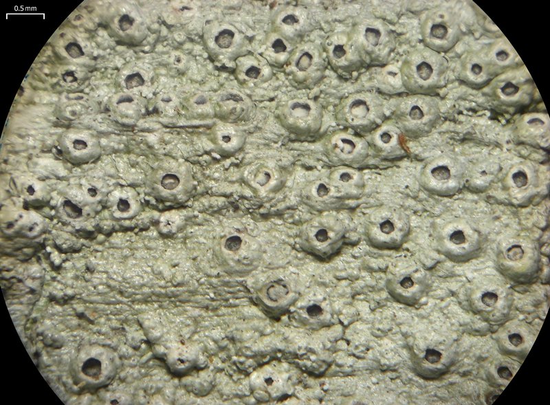 Stegobolus granulosus