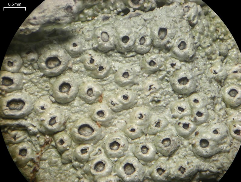 Stegobolus granulosus
