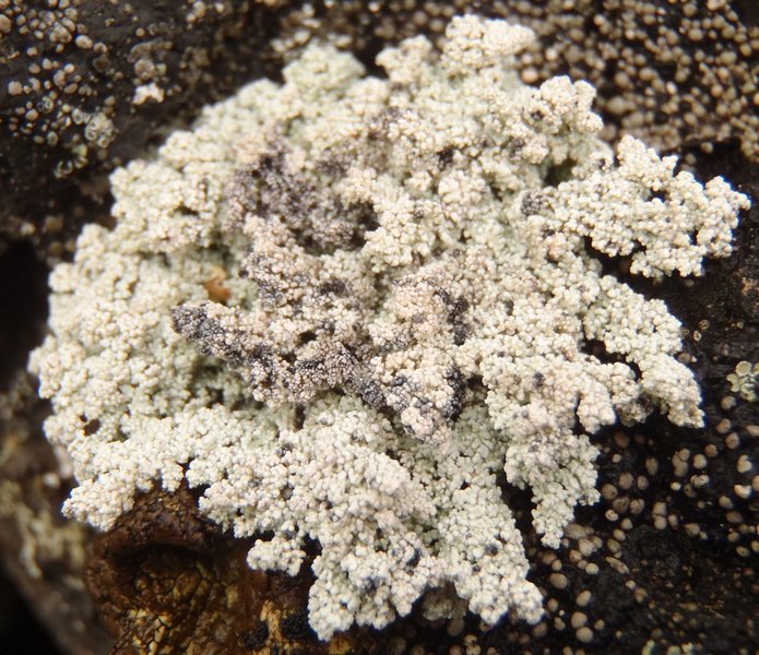 Stereocaulon alpinum