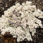 Stereocaulon alpinum