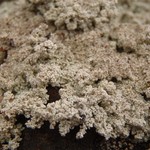 Stereocaulon alpinum
