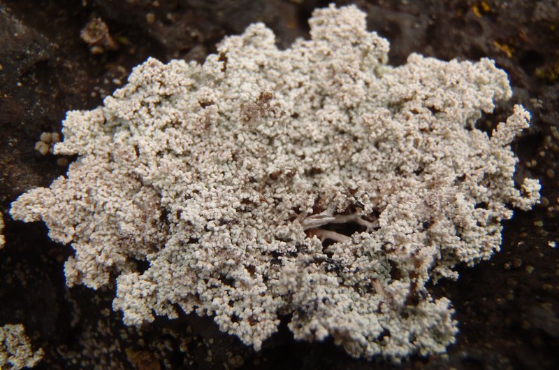 Stereocaulon alpinum