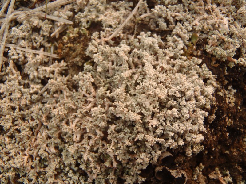 Stereocaulon alpinum